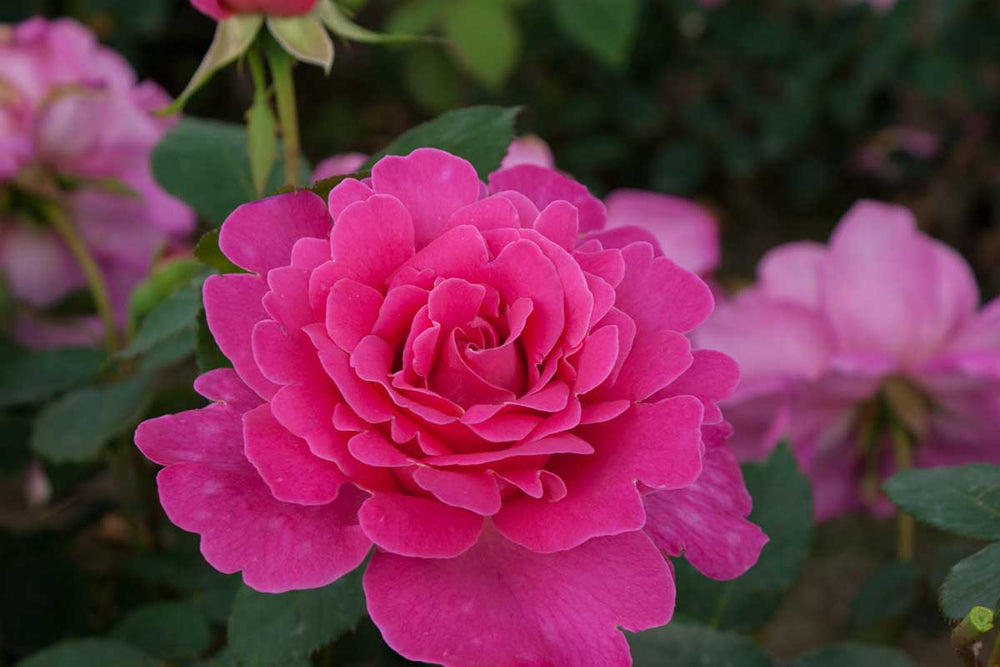 
                  
                    Rosa 'Pink Peace'®
                  
                