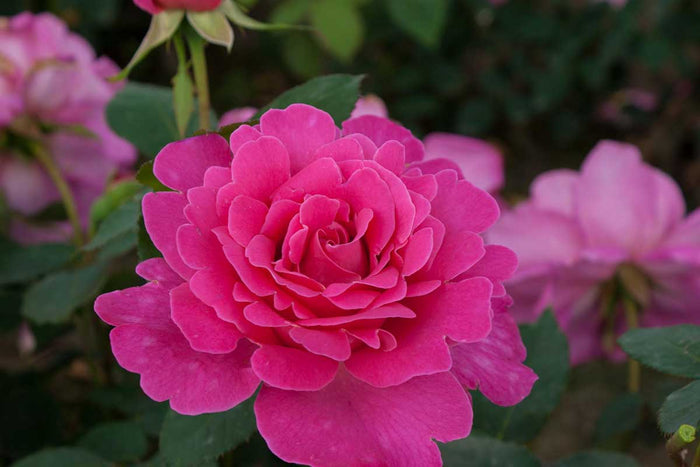 Rosa 'Pink Peace'®