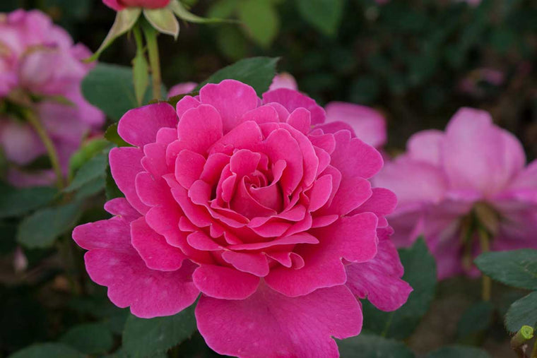 Rosa 'Pink Peace'® 19cm