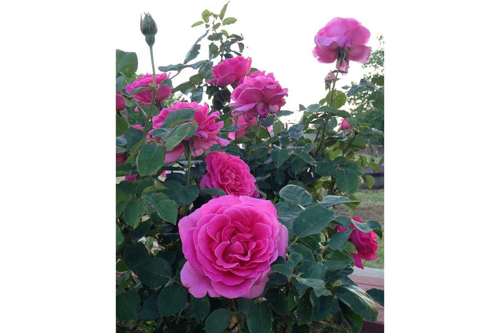 
                  
                    Rosa 'Pink Peace'®
                  
                