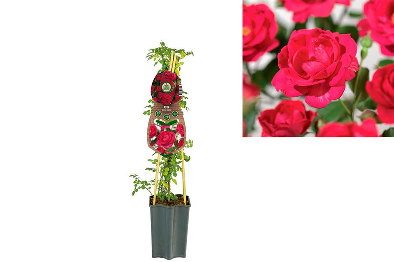 Rosa 'Royal Queen'® 19cm