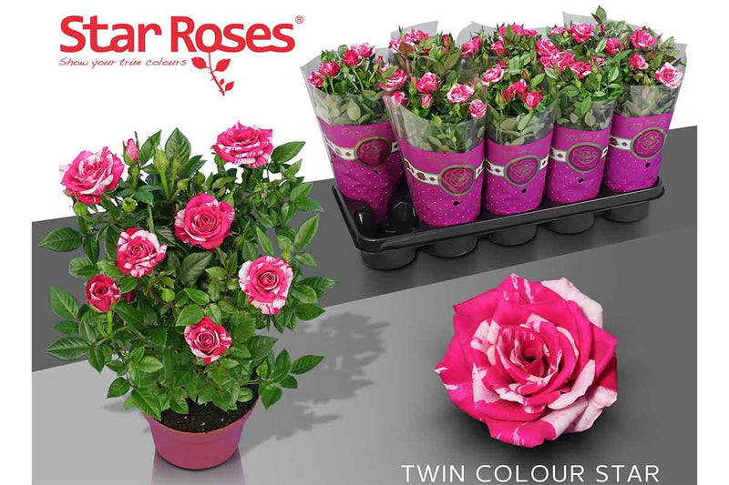 Rosa 'Twin Colour Star'® 12cm