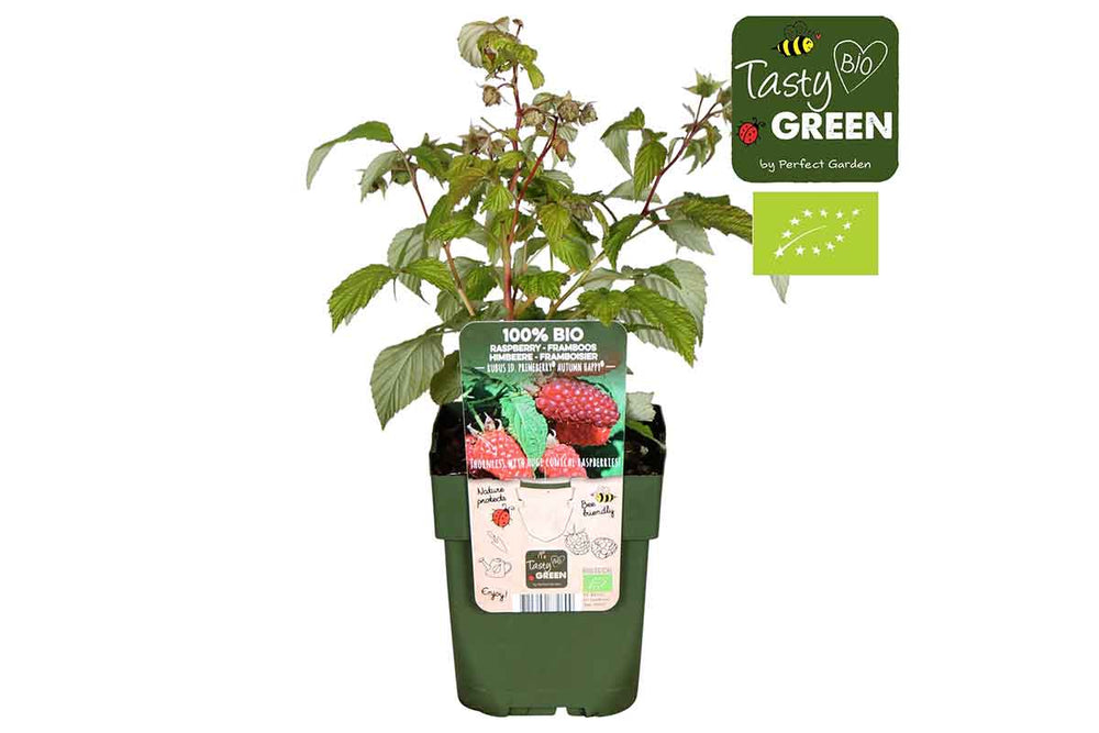 
                  
                    Rubus 'Autumn Happy' bio 13cm
                  
                