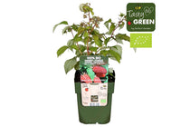 
                  
                    Rubus 'Autumn Happy' bio 13cm
                  
                