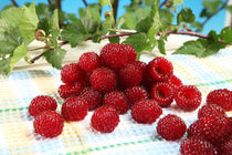 
                  
                    Rubus 'Raspberry Tower'
                  
                