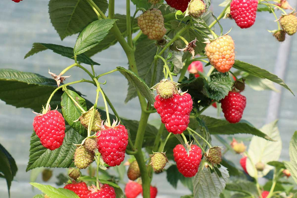 
                  
                    Rubus 'Autumn Chef'
                  
                