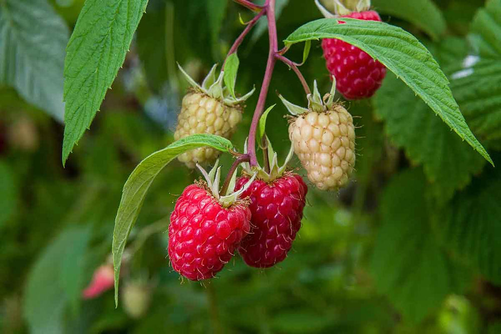 
                  
                    Rubus 'Autumn Happy'
                  
                