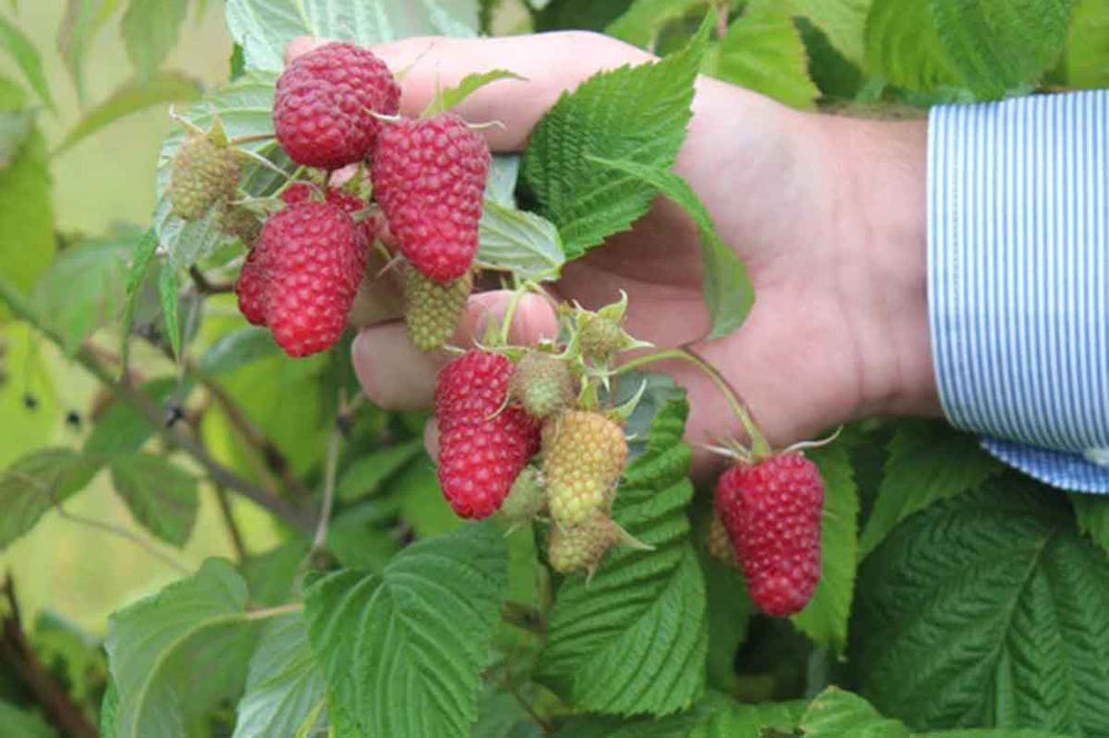 
                  
                    Rubus 'Autumn Happy'
                  
                