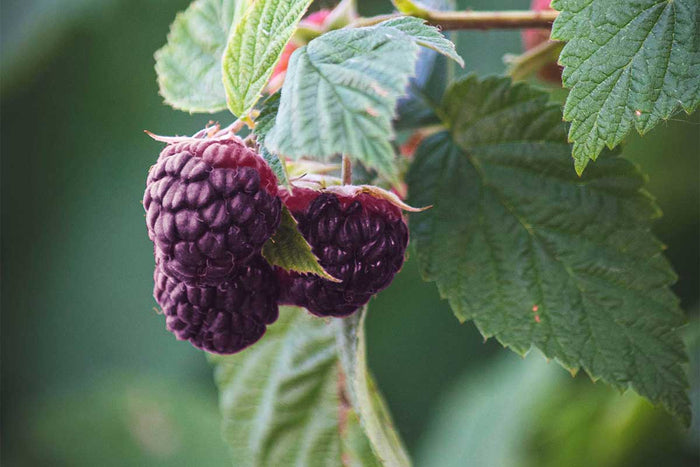 Rubus 'Glen Coe'®