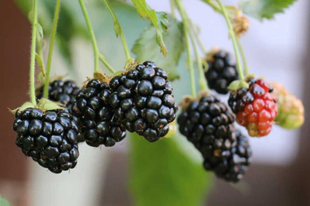 
                  
                    Rubus 'Little Black Prince'® 
                  
                