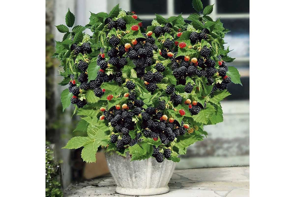 
                  
                    Rubus 'Little Black Prince'® 
                  
                
