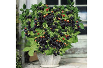 
                  
                    Rubus 'Little Black Prince'® 
                  
                