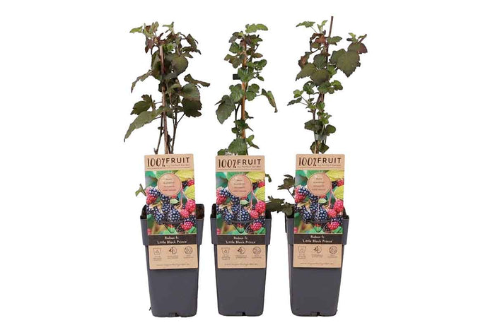 Rubus 'Little Black Prince'® 15cm