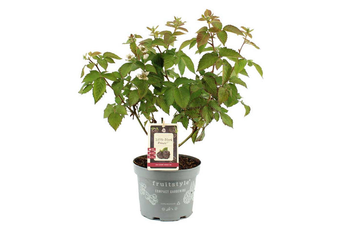 Rubus 'Little Black Prince'® 17cm