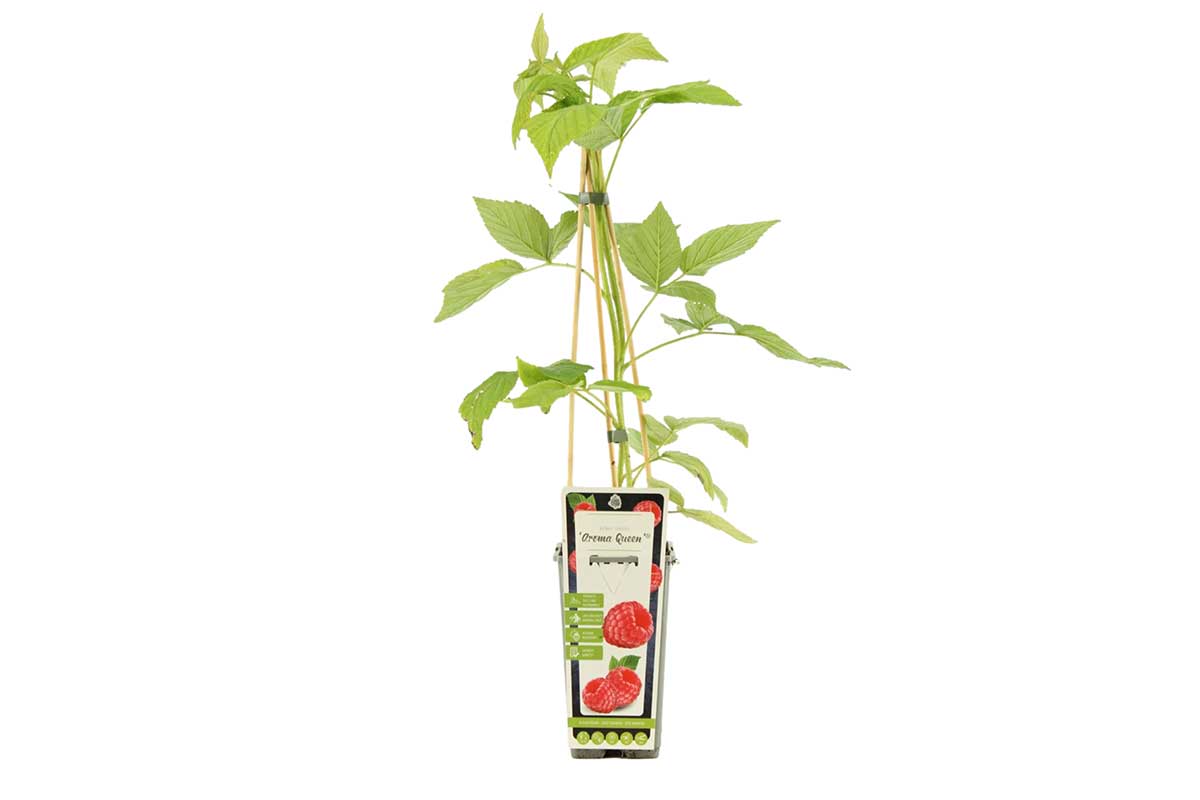 Rubus 'Aroma Queen'® 14cm