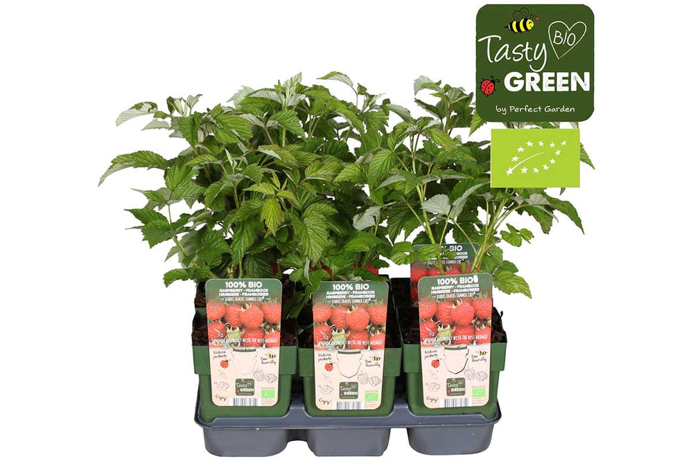 
                  
                    Rubus 'summerchef'® bio 13cm
                  
                
