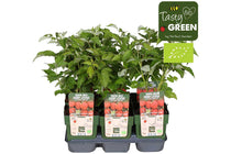
                  
                    Rubus 'summerchef'® bio 13cm
                  
                