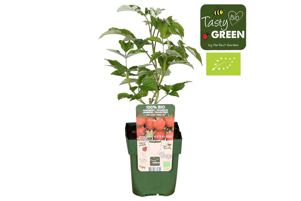 
                  
                    Rubus 'summerchef'® bio 13cm
                  
                