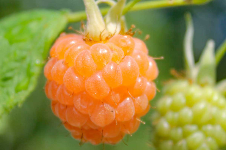 Rubus 'Valentina'®