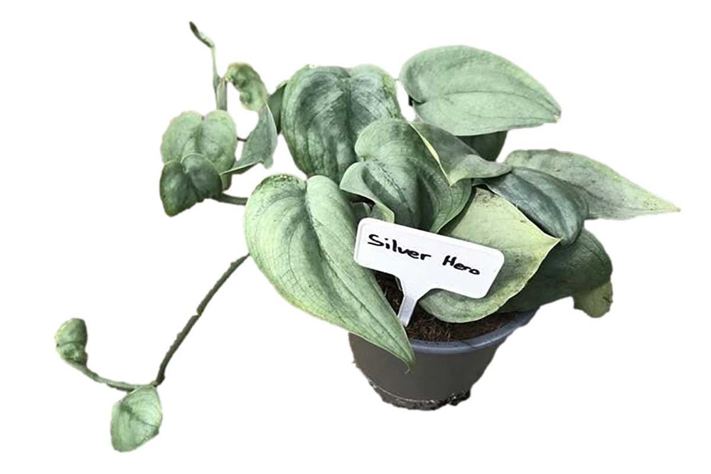 pothos silver hero Scindapsus pictus 'Silver Hero' — Satin silver foliage vine, easy indoor climber