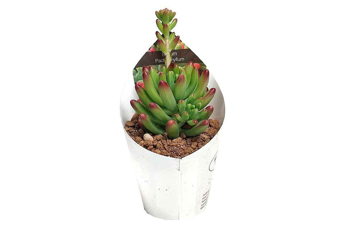 Sedum pachyphyllum 6.5cm