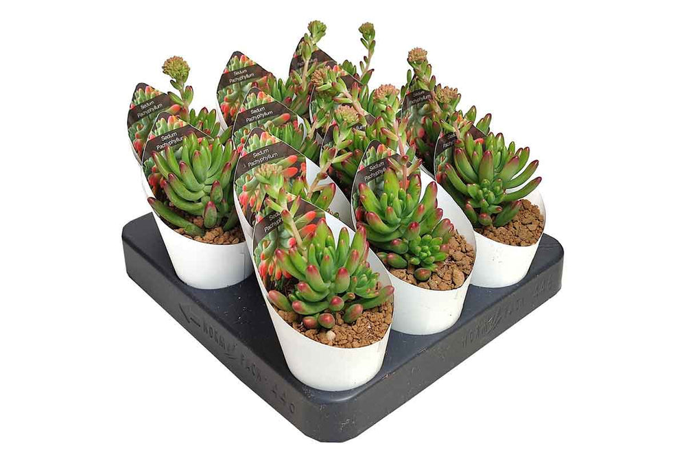 sedum pachyphyllum succulent Sedum pachyphyllum 6.5cm – Greenleaf Garden Center