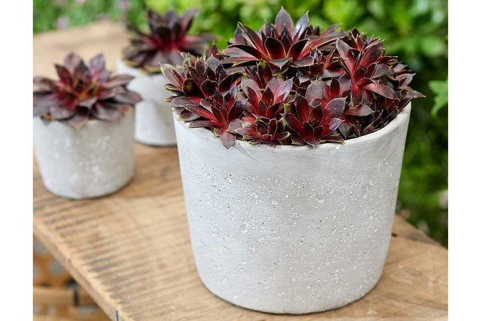 Sempervivum 'Coconut Crystal'® 13cm
