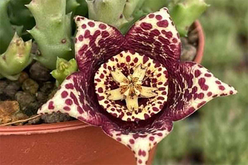 Stapelia desmetiana 10.5cm