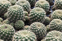 
                  
                    Sulcorebutia gemmae
                  
                