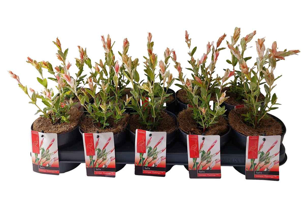 
                  
                    Salix integra 'Flamingo' 12cm
                  
                