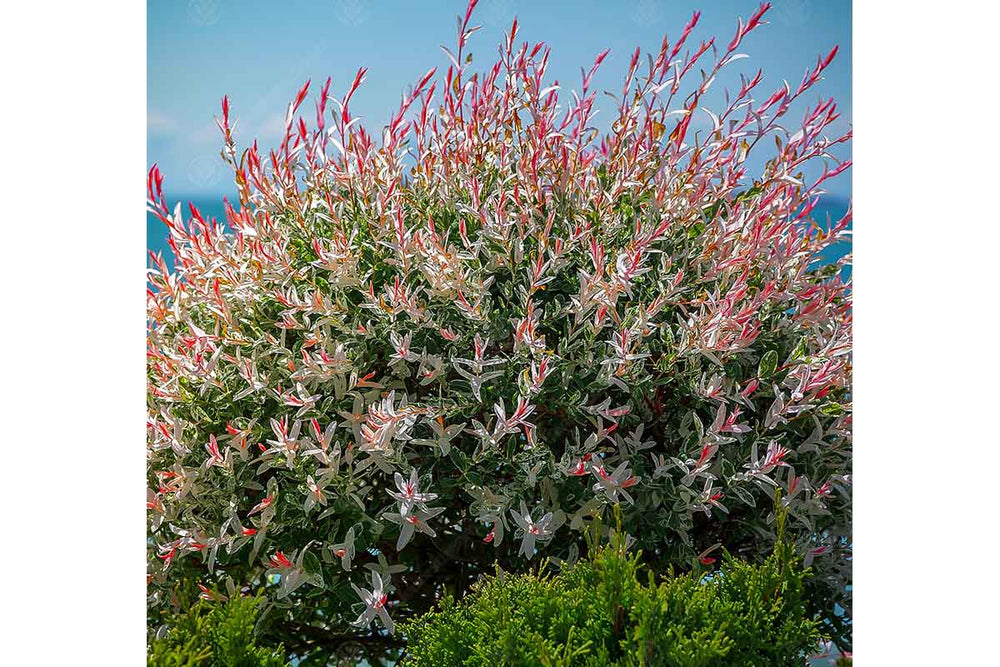 
                  
                    Salix integra 'Flamingo'
                  
                