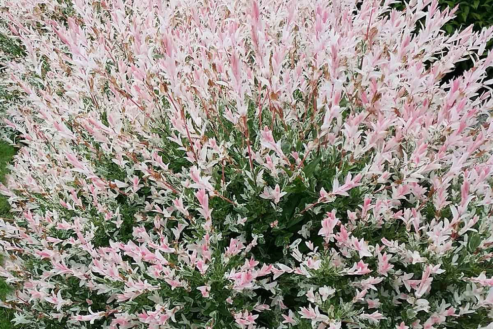 
                  
                    Salix integra 'Flamingo'
                  
                