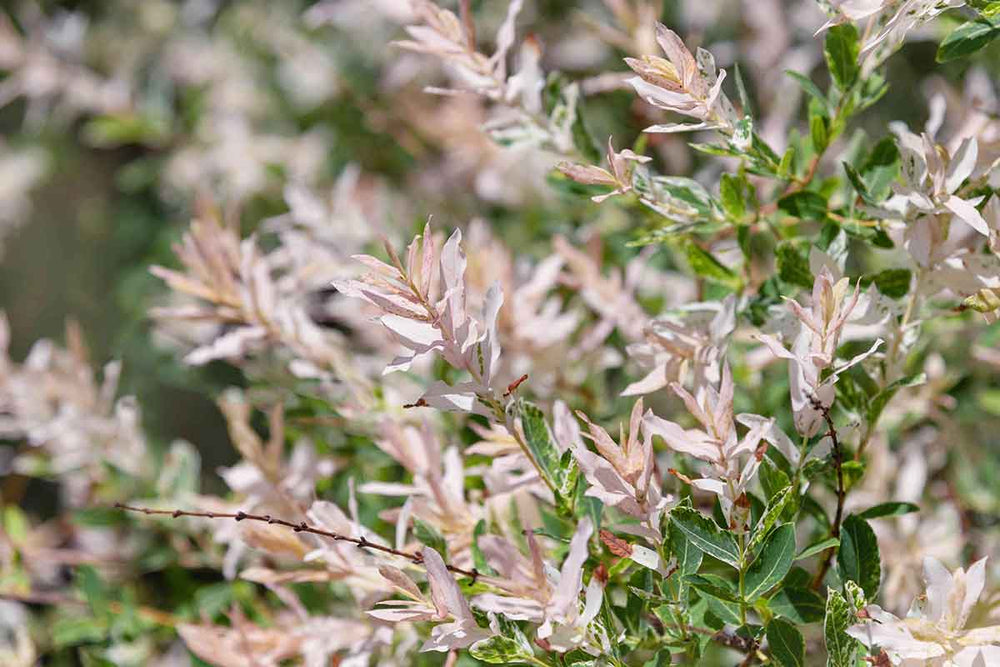 
                  
                    Salix integra 'Flamingo'
                  
                