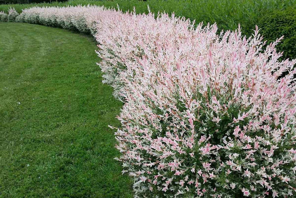 
                  
                    Salix integra 'Flamingo'
                  
                