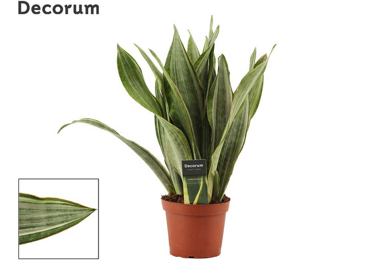 Sansevieria Aubr. 'Marlowe' 14cm