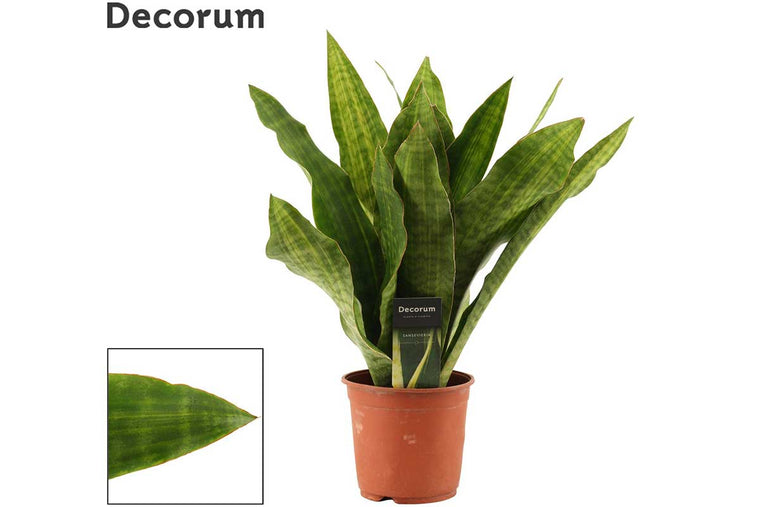 Sansevieria Aubr. 'Nite Lite' 14cm