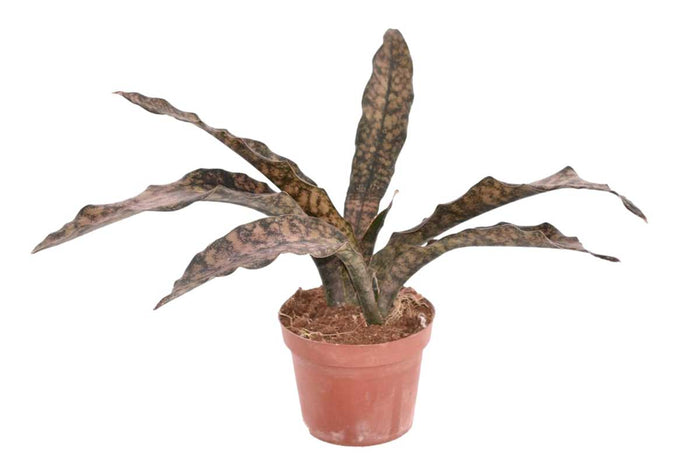 Sansevieria 'coppertone' 12cm