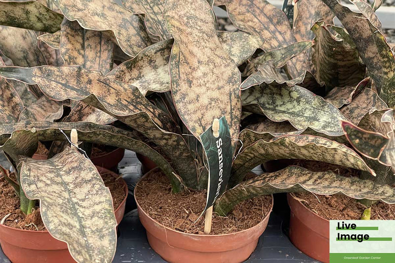 Sansevieria 'coppertone' 12cm