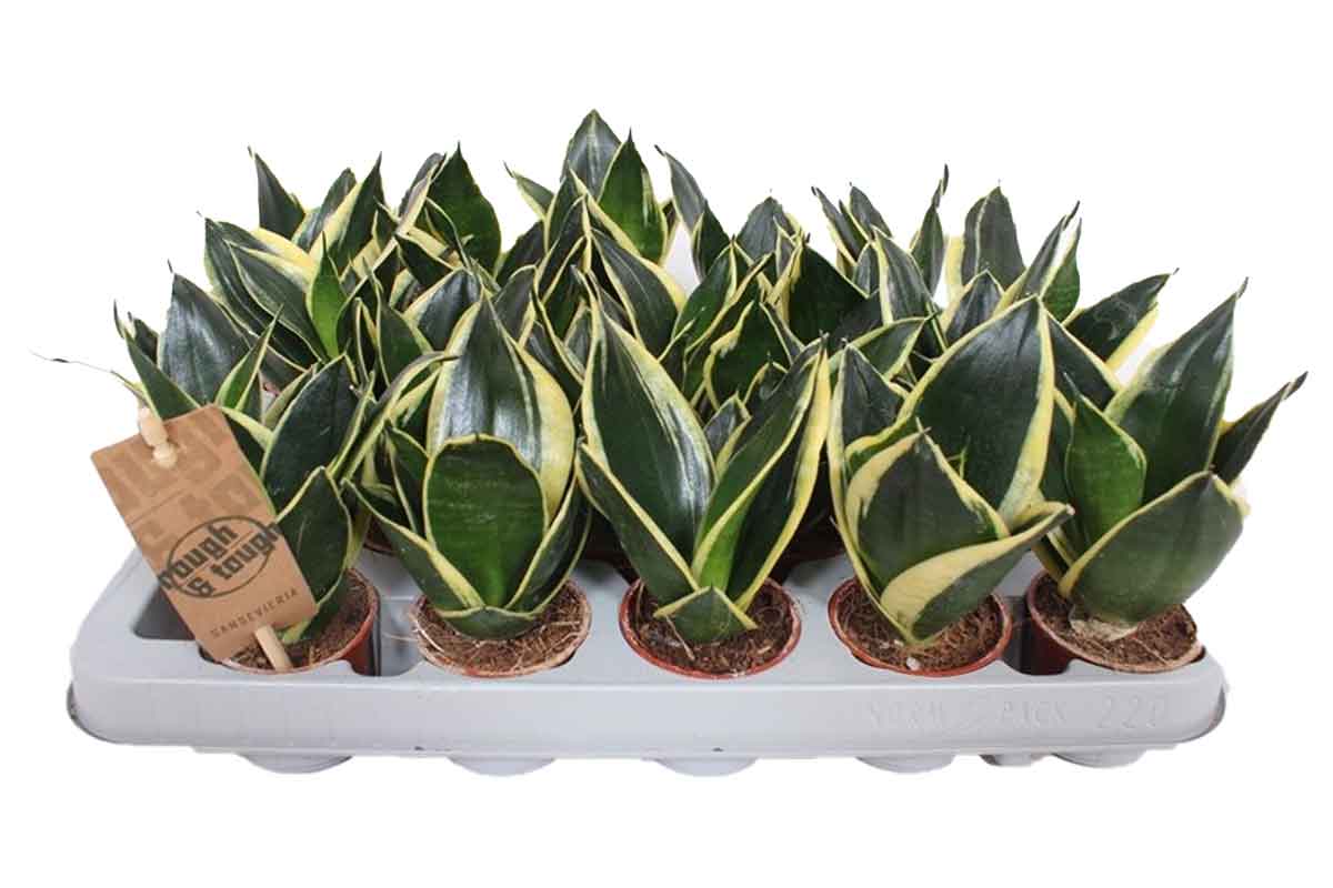 Sansevieria 'golden hahnii black' 6cm