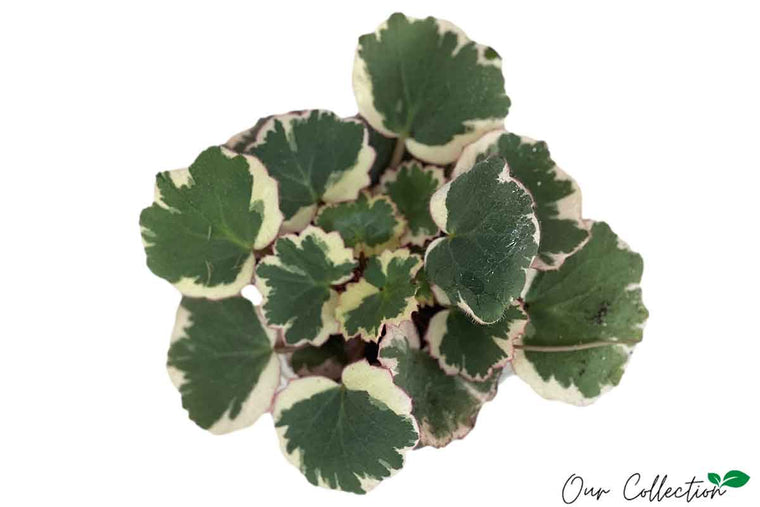 Saxifraga 'variegata' 10cm