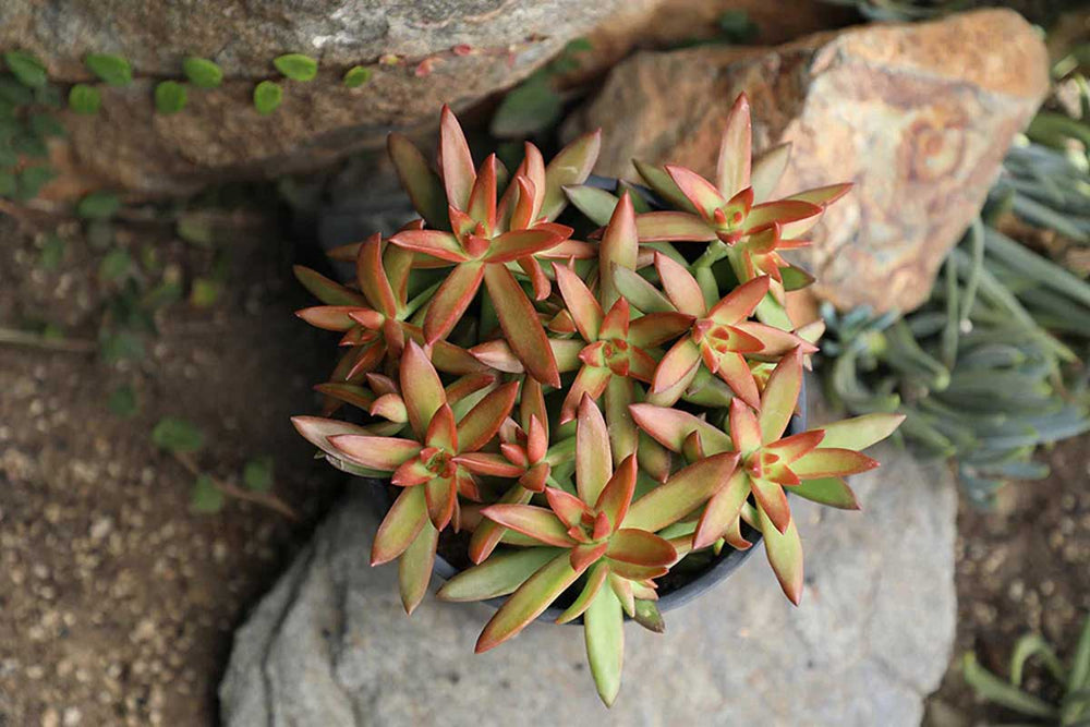 
                  
                    Sedum Firestorm
                  
                