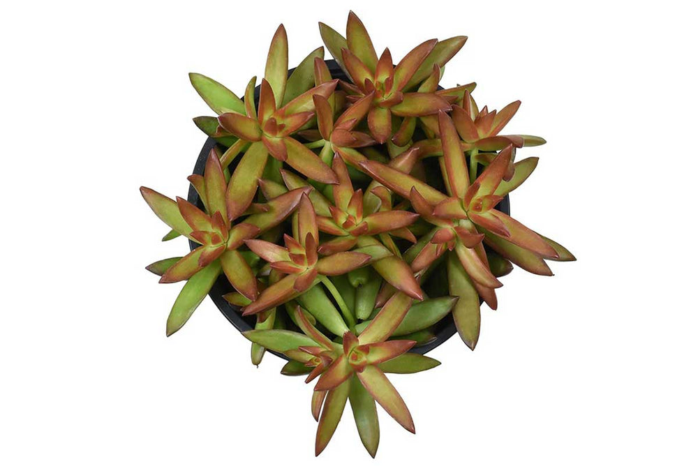 
                  
                    Sedum Firestorm
                  
                