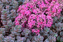 
                  
                    Sedum cyaneum 'Sachalin'
                  
                