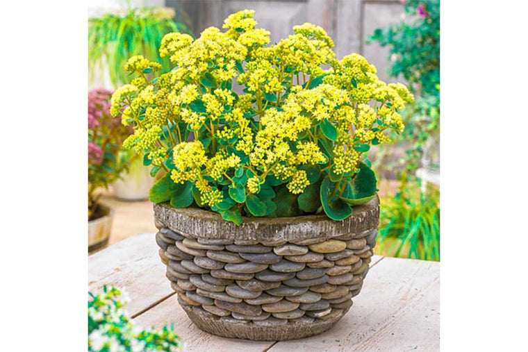 Sedum 'Honey Gold'®