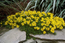 
                  
                    Sedum kamtschaticum
                  
                