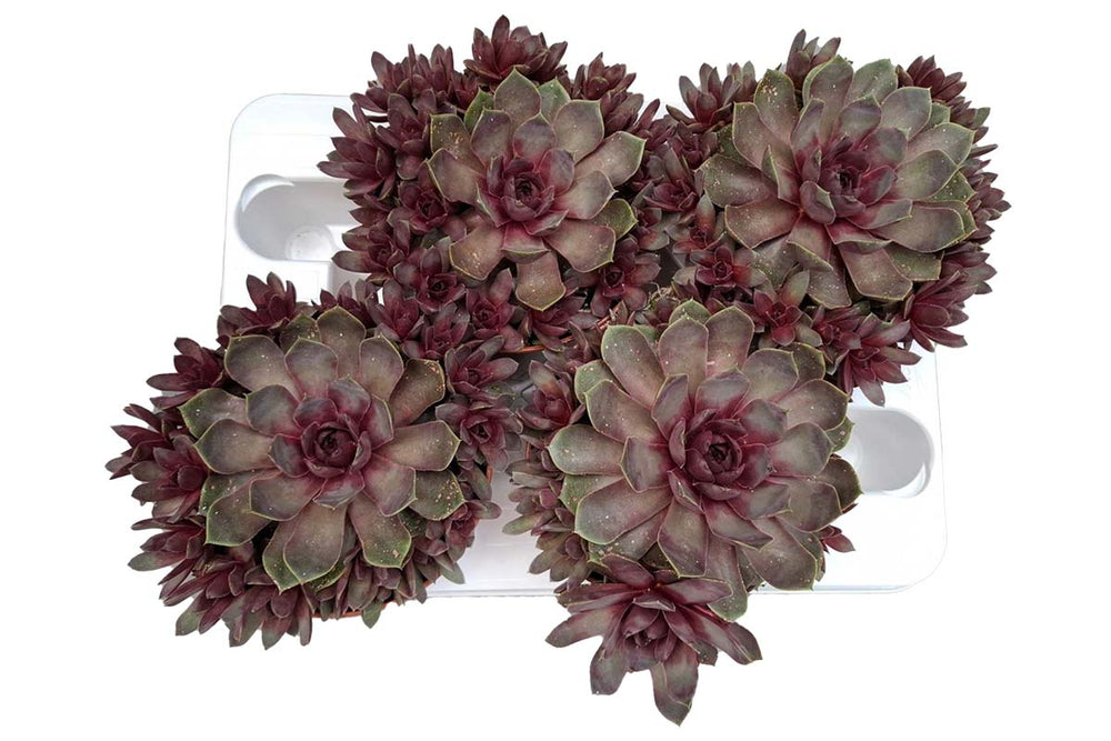 
                  
                    Sempervivum Chick Charms® 'Giants Steel Appeal' 
                  
                