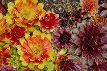 
                  
                    Sempervivum Chick Charms® 'Gold Nugget'
                  
                