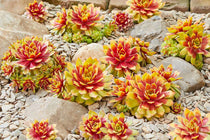 
                  
                    Sempervivum Chick Charms® 'Gold Nugget'
                  
                
