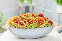
                  
                    Sempervivum Chick Charms® 'Gold Nugget'
                  
                