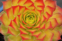 
                  
                    Sempervivum Chick Charms® 'Gold Nugget'
                  
                